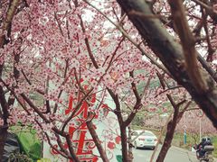 -玫瑰庄园·自助烧烤·烤全羊·团建拓展(龙泉山店)