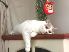 -爱诺耐芙动物医院(万博店)