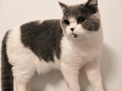 -安安宠医宠物医院·异宠·犬猫内科(岳阳分院)