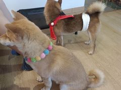-南京Hallo宠物乐园·哈罗犬舍·柴犬繁育基地