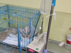 -佳怡动物医院·平价24小时·猫专科骨外科