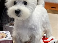 -囡的喵喵酱·萌宠生活馆·宠物洗护美容(胶州路店)