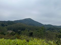 -黄埔油麻山森林公园