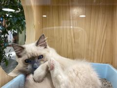 -屋虎猫馆(宝安大仟里店)