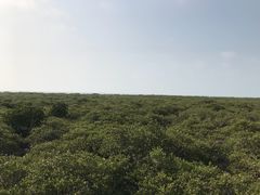 -北海金海湾红树林生态旅游区