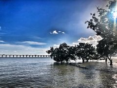 -宝安西湾红树林湿地公园