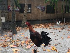 -阿波岛