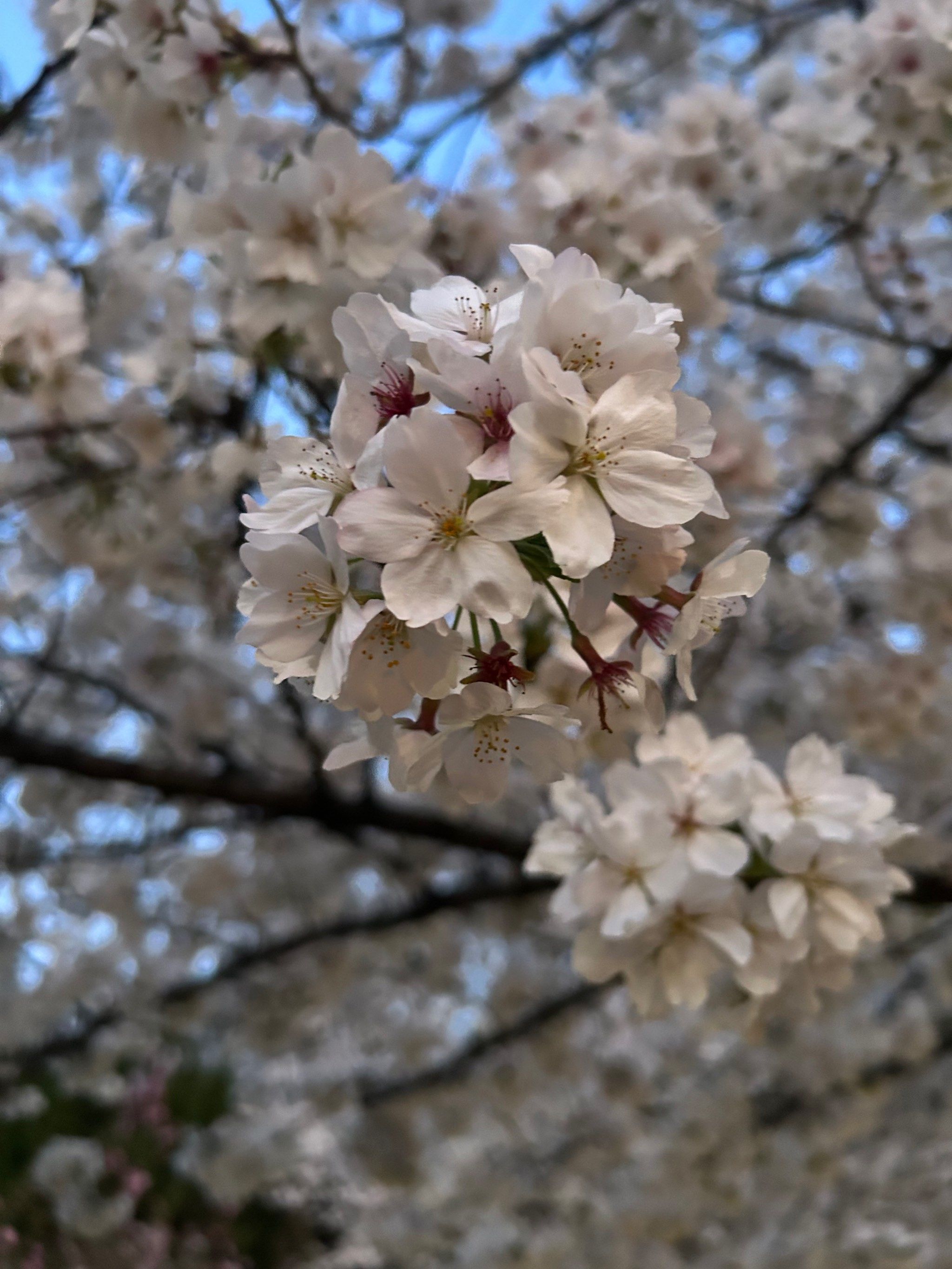 樱花落下的速度是每秒五厘米哦