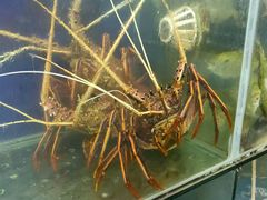 -明记海鲜大排档(巽寮湾店)