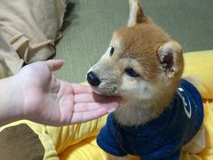 -逗柴咖啡屋·狗咖猫咖宠物桌游