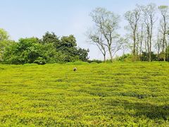 -宜兴龙背山森林公园