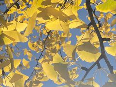 -三里屯东五街银杏大道