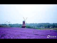 香薰山谷-紫颐香薰山谷景区