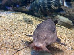 -上海海洋水族馆