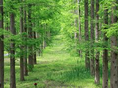 -黄海国家森林公园