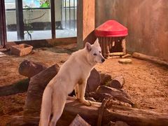 -大连森林动物园