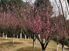 -铁山坪森林公园
