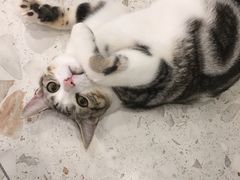 -飞行喵MR PILOT|猫舍·猫咖(静安大融城店)