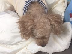 -宠福鑫康馨动物医院·骨科·眼科
