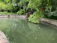 -嘉定紫藤园