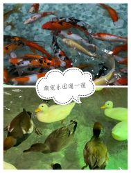 -七巧国萌宠乐园(龙湖天街店)
