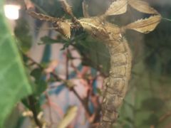 -上海大自然野生昆虫馆(东方明珠·爬宠昆虫探索中心)