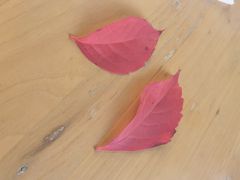 -三忘湖 SWANSEEN(柳荫公园店)