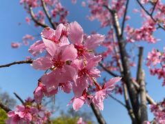 -顾村公园