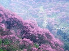 -新建村梅花