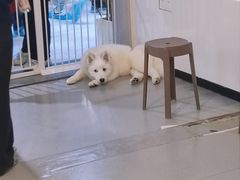 -共舞时光猫咖·狗咖(新街口店)