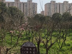 -南汇桃花村