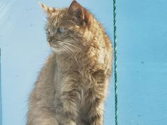 -青藏高原野生动物园