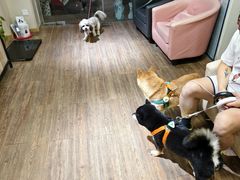 -中农大我爱我爱24h动物医院·中医针灸·猫专科·骨科医疗中心(双井店)