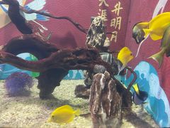 -烟台海昌鲸鲨海洋公园