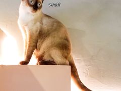 -猫儿山۰猫主题餐厅