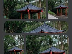 -黄埔油麻山森林公园