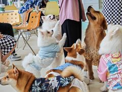 -怪兽屋·羊驼·猫咖·狗咖(俊华广场店)