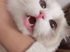 -十年猫舍·猫咪专门店(普陀店)