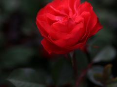 -人民公园(罗湖区)