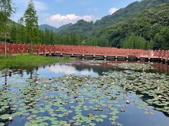 -广州市石门国家森林公园