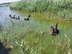 -南大港湿地风景区