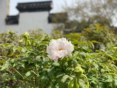 -何园