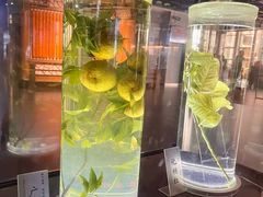 -广东中医药博物馆