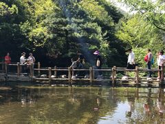 -王顺山国家森林公园