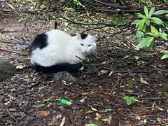 -苍山感通索道