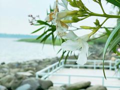 -上海吴淞炮台湾国家湿地公园