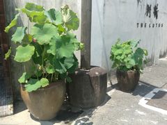-几荷·恰似故人来(秀水广场店)