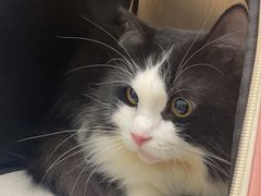 -瑞派康怡24h宠物医院·犬猫医疗中心·微创绝育(瑞景分院)