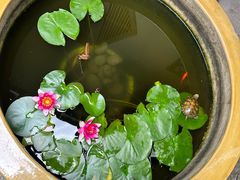 -龙华素斋(龙华路店)