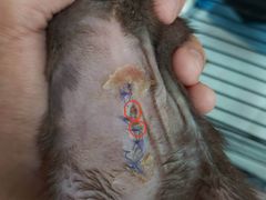 -瑞派·关忠动物医院·异宠专科·犬猫肿瘤·皮肤专科(望京店)